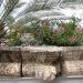 Capernaum