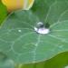 blatt oder tropfen