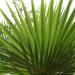 palme.jpeg