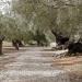 Mallorca