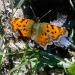 schmetterling